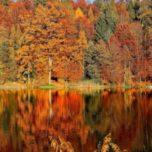 Autumn Splendor Oct 15, 2025 $155