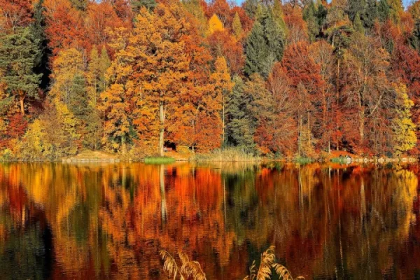 Autumn Splendor Oct 15, 2025 $155