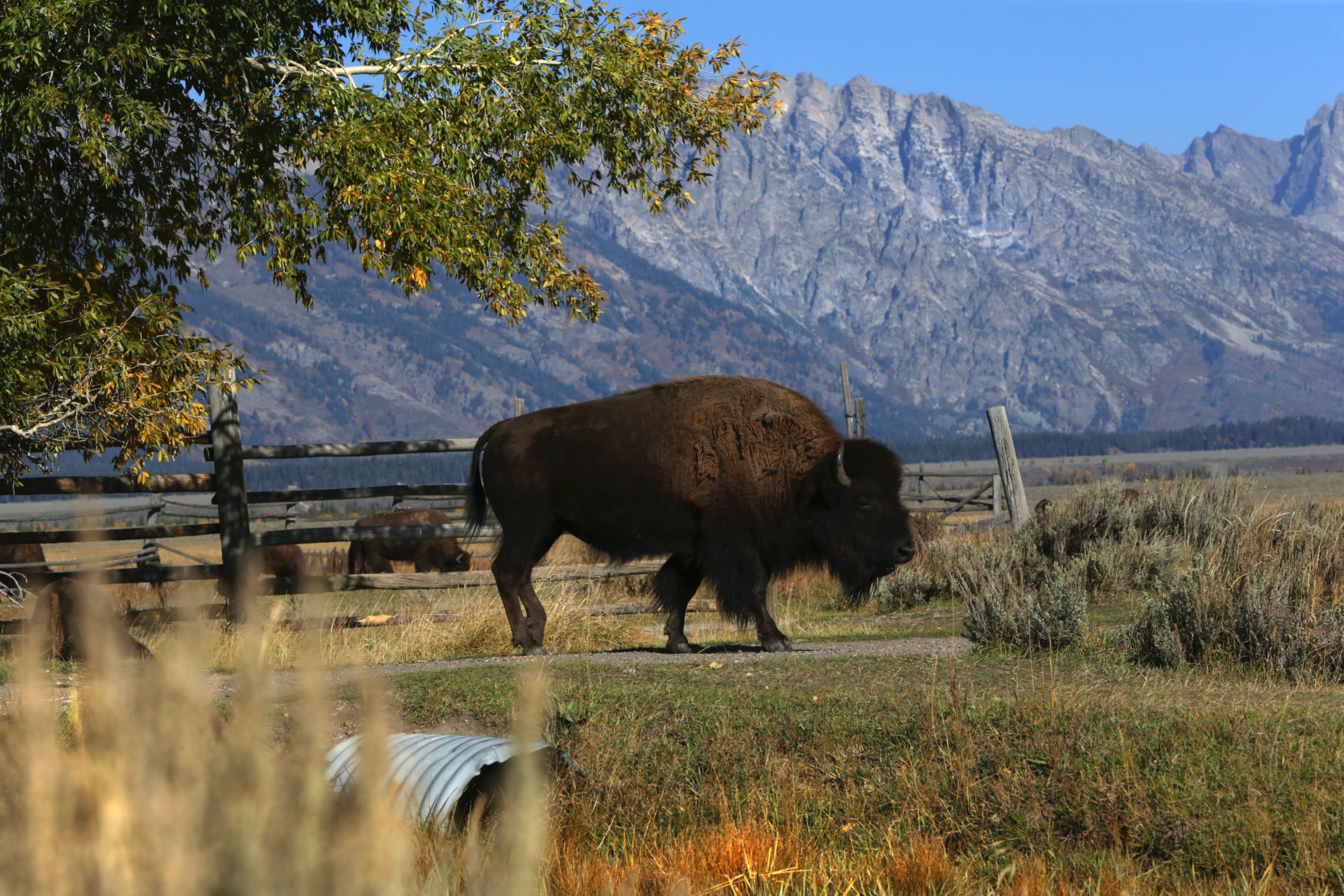 America's Cowboy Country June 24-July 1, 2027 - Image 6